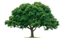 Tree Management
